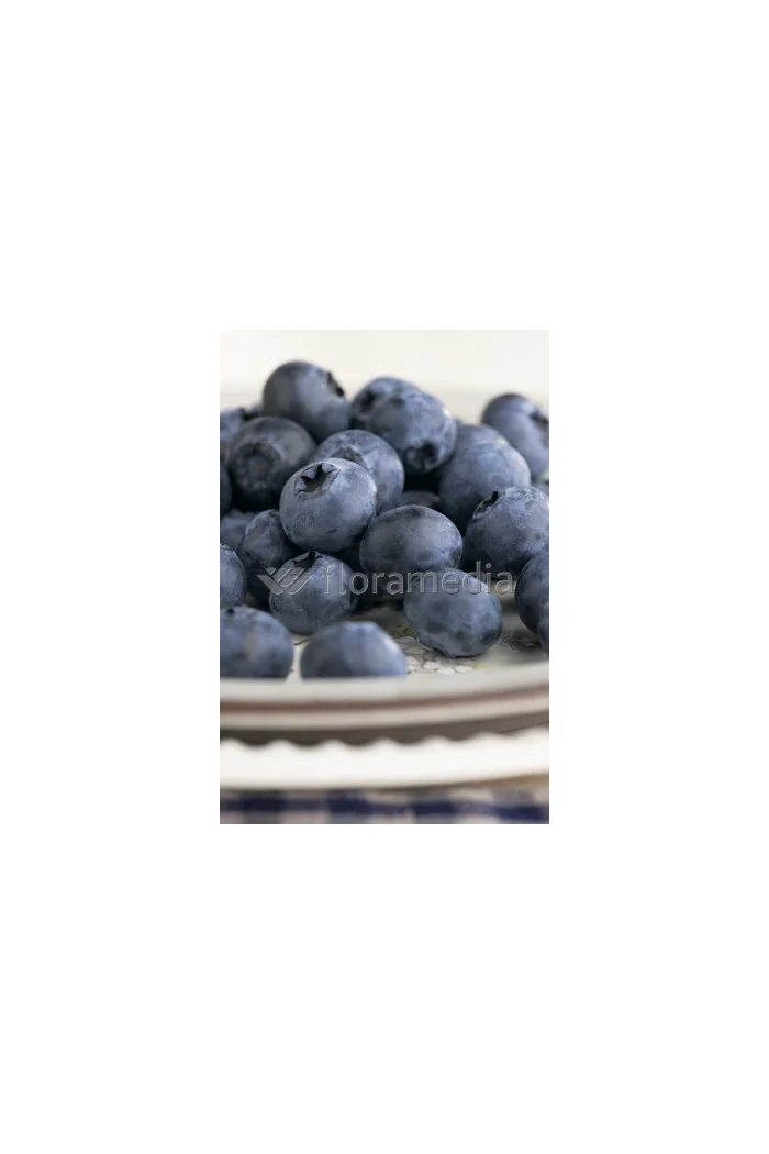 Borówka wysoka (amerykańska) 'Pink Lemonade' | Vaccinium corymbosum