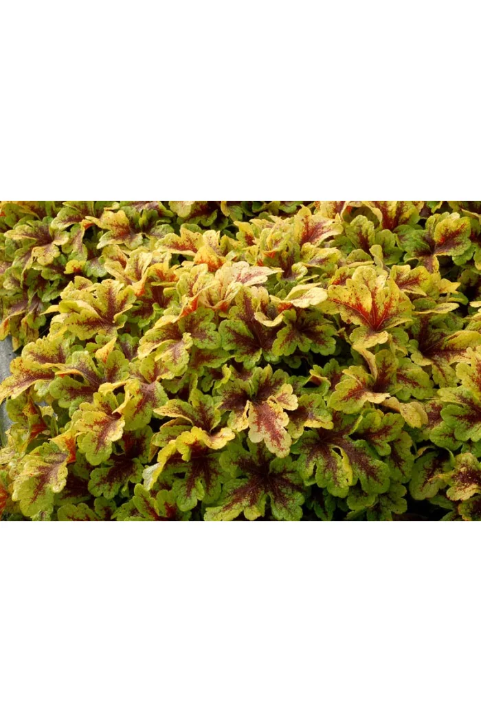 Żuraweczka 'Mojito'| Heucherella