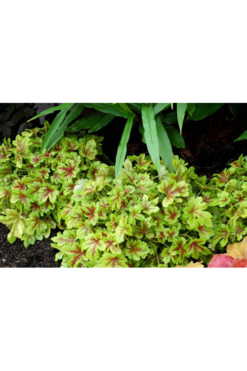 Żuraweczka 'Mojito'| Heucherella