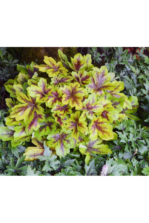 Żuraweczka 'Mojito'| Heucherella