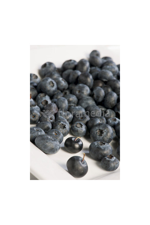 Borówka wysoka (amerykańska) 'Pink Lemonade' | Vaccinium corymbosum