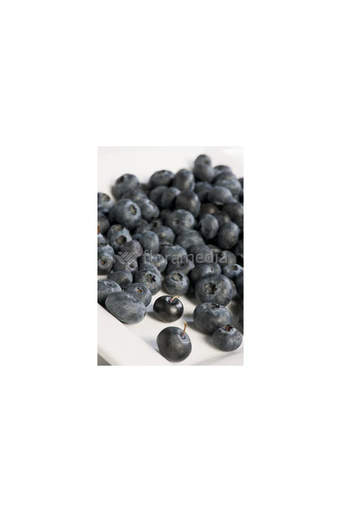 Borówka wysoka (amerykańska) 'Pink Lemonade' | Vaccinium corymbosum