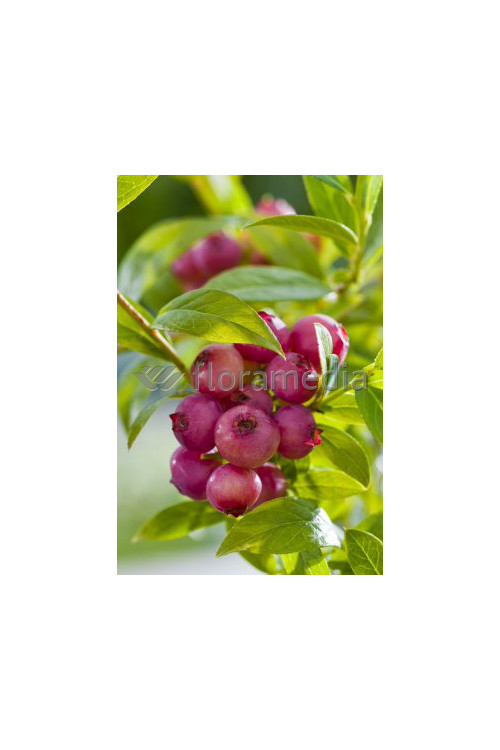 Borówka wysoka (amerykańska) 'Pink Lemonade' | Vaccinium corymbosum