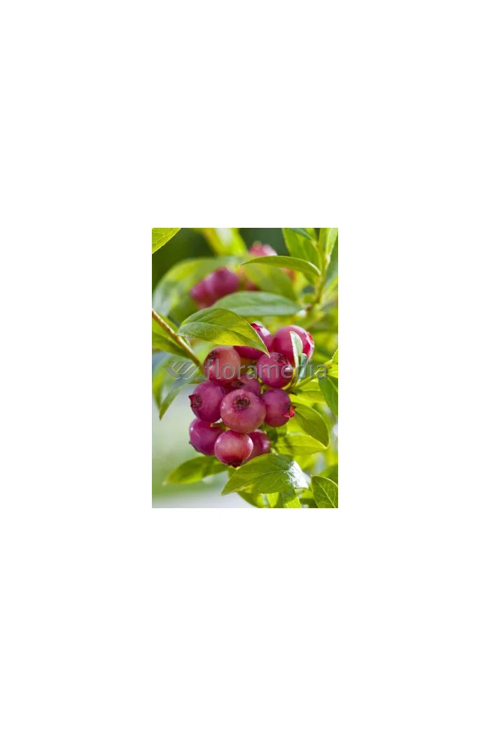Borówka wysoka (amerykańska) 'Pink Lemonade' | Vaccinium corymbosum
