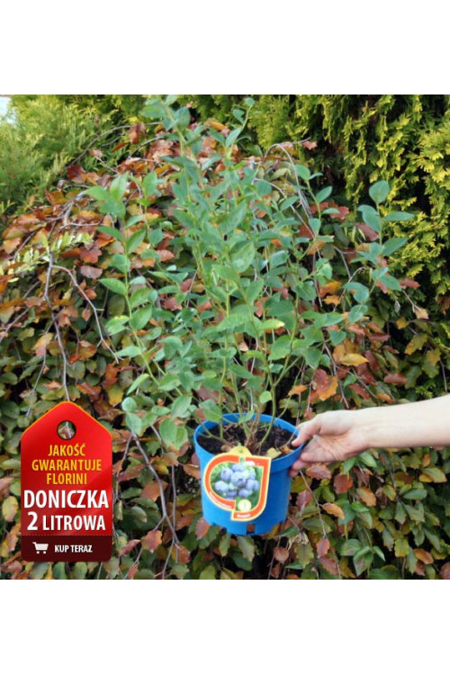 Borówka wysoka (amerykańska) 'Pink Lemonade' | Vaccinium corymbosum