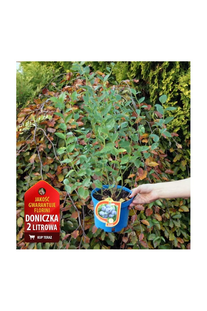 Borówka wysoka (amerykańska) 'Pink Lemonade' | Vaccinium corymbosum