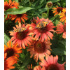 Jeżówka 'Orange Skipper' | Echinacea