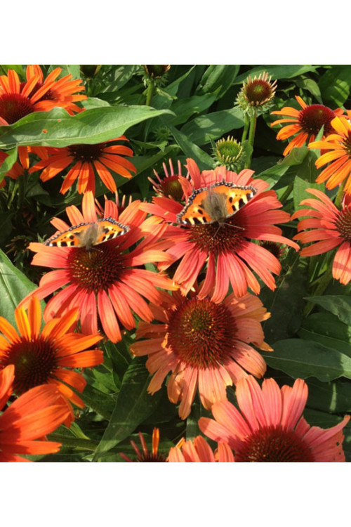 Jeżówka 'Orange Skipper' | Echinacea