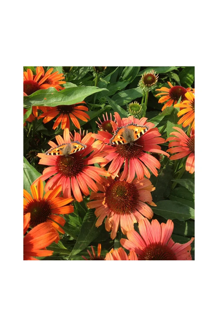 Jeżówka 'Orange Skipper' | Echinacea