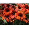 Jeżówka 'Orange Skipper' | Echinacea