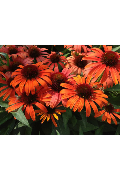 Jeżówka 'Orange Skipper' | Echinacea