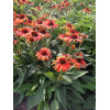 Jeżówka 'Orange Skipper' | Echinacea