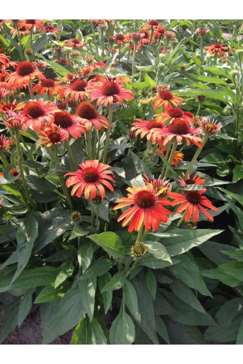 Jeżówka 'Orange Skipper' | Echinacea