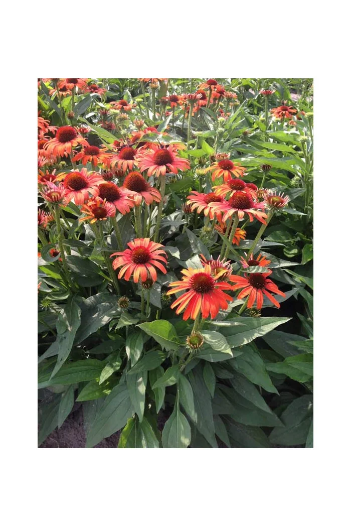 Jeżówka 'Orange Skipper' | Echinacea