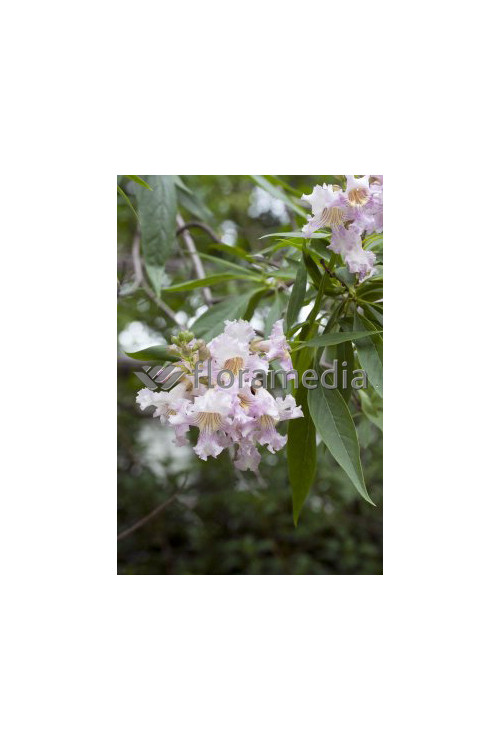 Chitalpa 'Pink Dawn' | Chitalpa tashkentensis