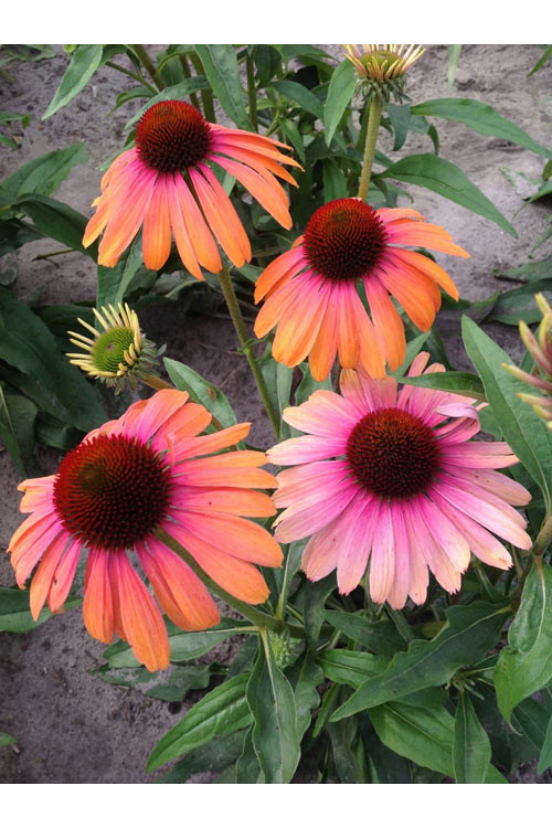 Jeżówka 'Rainbow Marcella' Echinacea