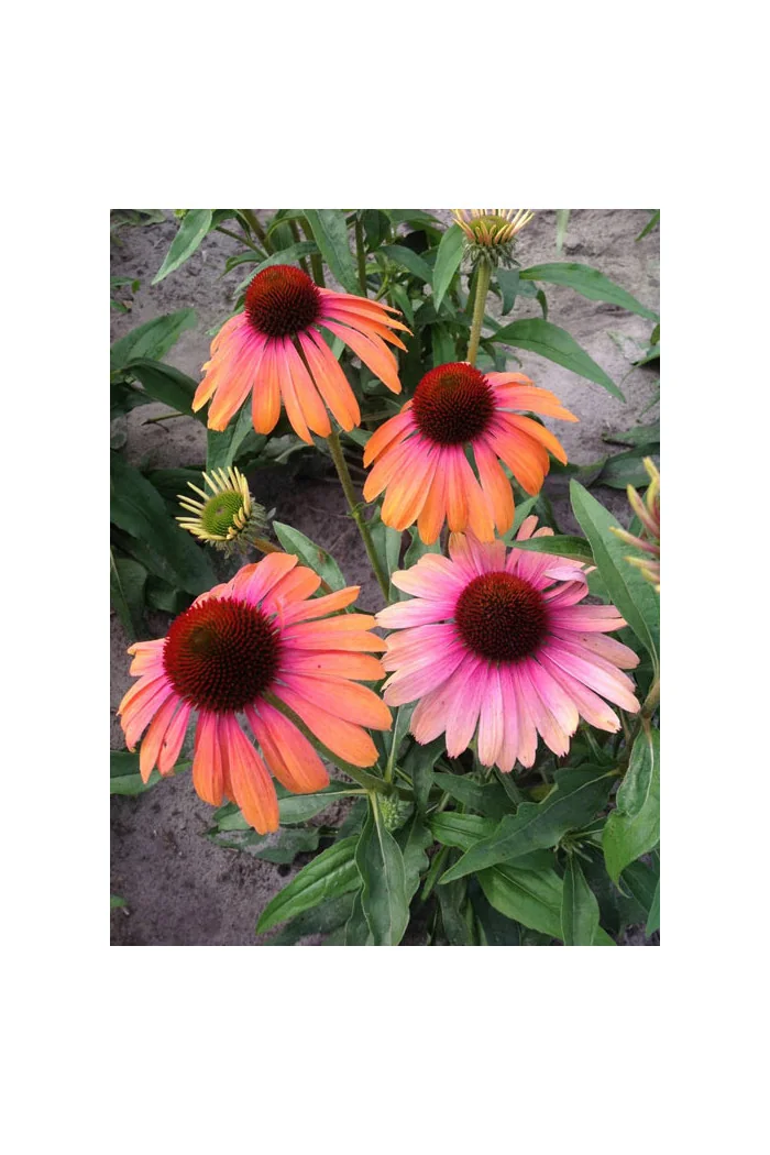 Jeżówka 'Rainbow Marcella' Echinacea