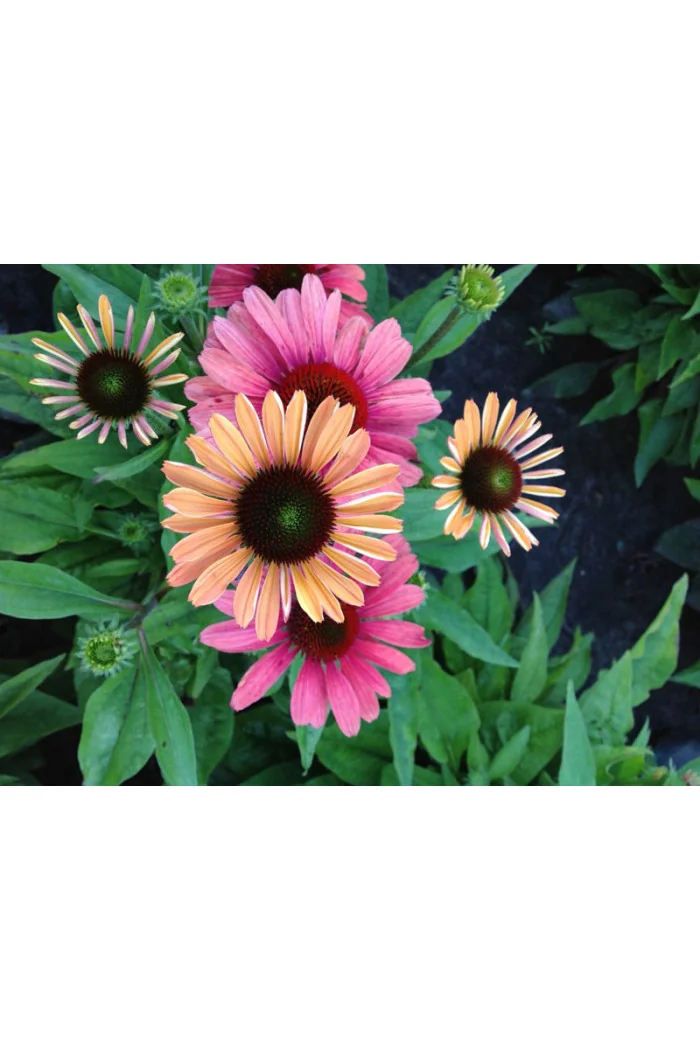 Jeżówka 'Rainbow Marcella' Echinacea