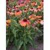 Jeżówka 'Rainbow Marcella' Echinacea