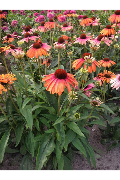 Jeżówka 'Rainbow Marcella' Echinacea