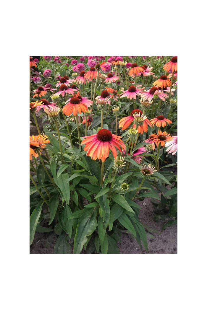 Jeżówka 'Rainbow Marcella' Echinacea