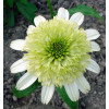 Jeżówka 'Honeydew' Echinacea