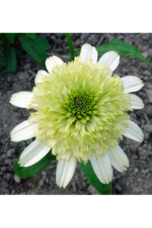 Jeżówka 'Honeydew' Echinacea