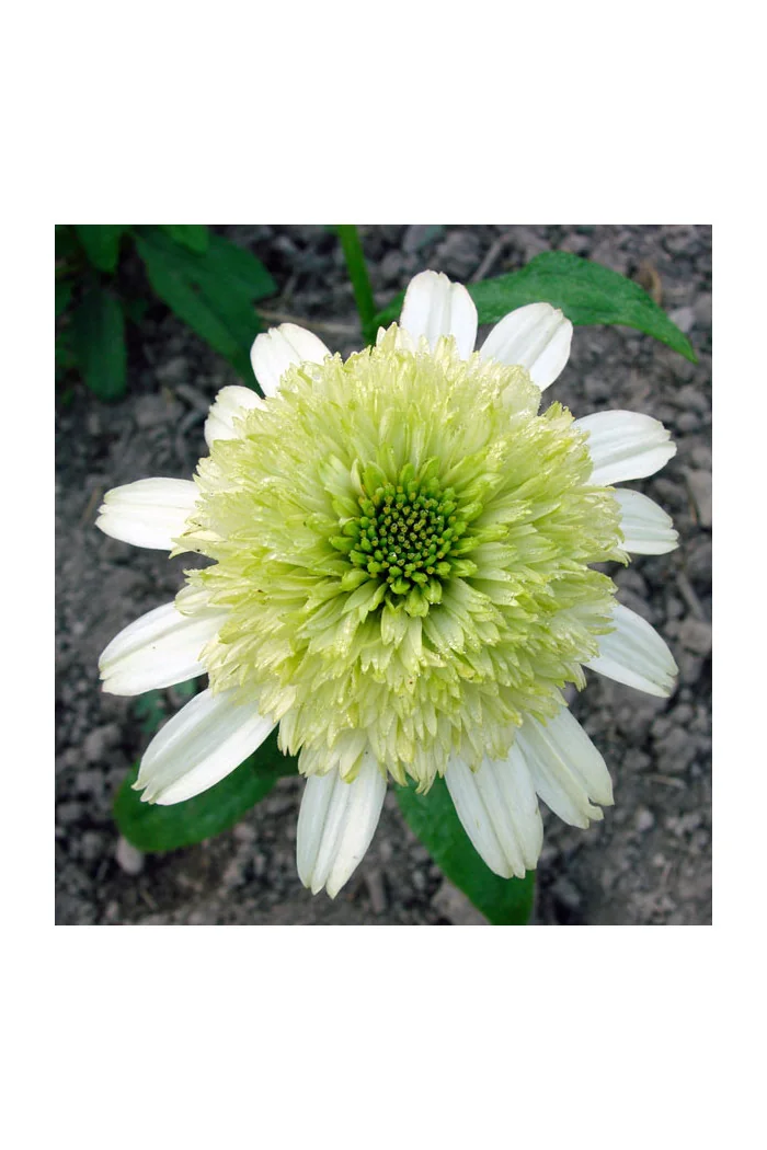 Jeżówka 'Honeydew' Echinacea