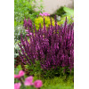 Szałwia Sensation 'Compact Bright Rose' | Salvia