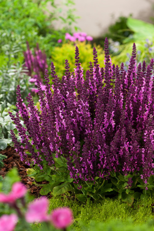 Szałwia Sensation 'Compact Bright Rose' | Salvia