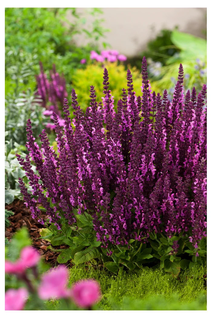 Szałwia Sensation 'Compact Bright Rose' | Salvia