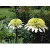 Jeżówka 'Honeydew' Echinacea