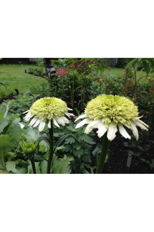Jeżówka 'Honeydew' Echinacea