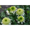 Jeżówka 'Honeydew' Echinacea