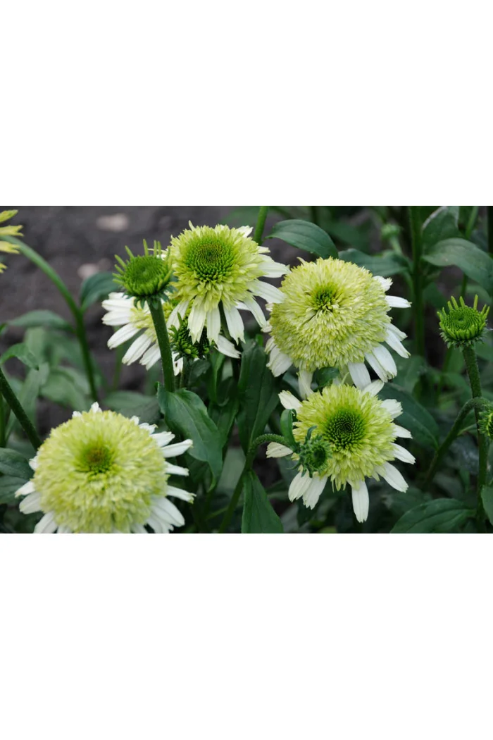 Jeżówka 'Honeydew' Echinacea