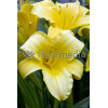 Liliowiec 'Mary Todd' | Hemerocallis