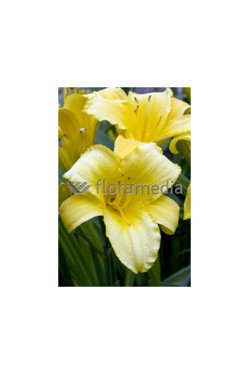 Liliowiec 'Mary Todd' | Hemerocallis