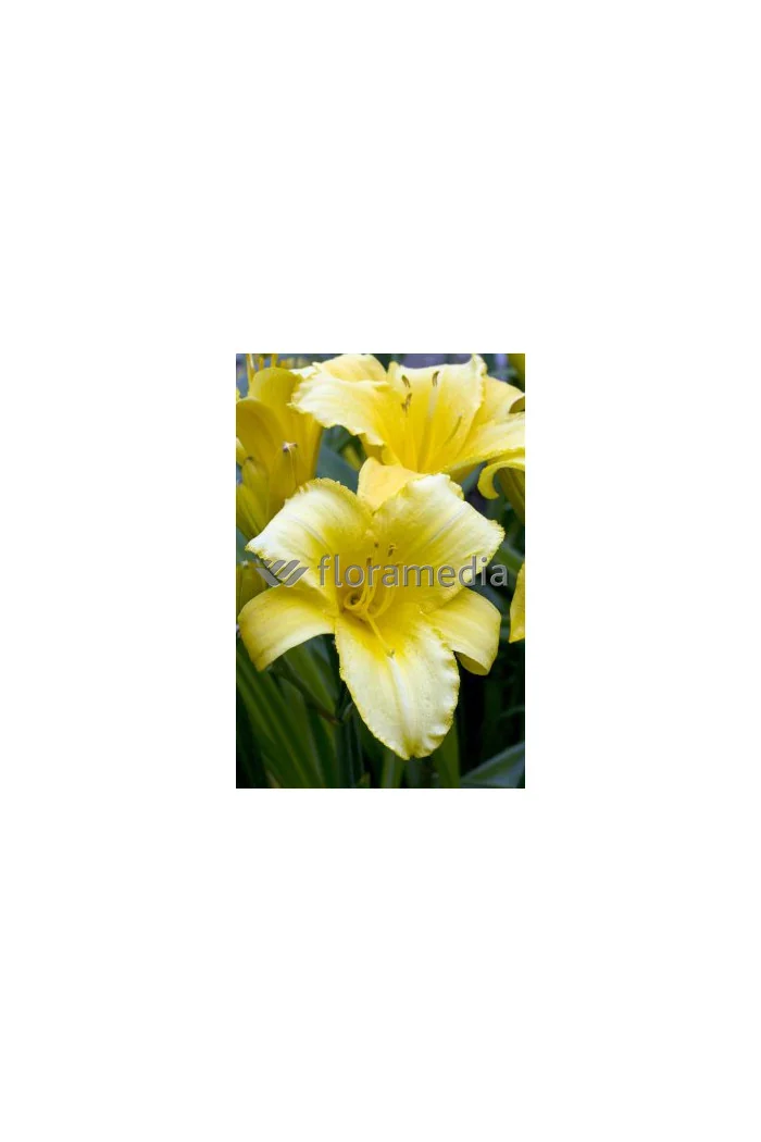 Liliowiec 'Mary Todd' | Hemerocallis