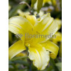 Liliowiec 'Mary Todd' | Hemerocallis