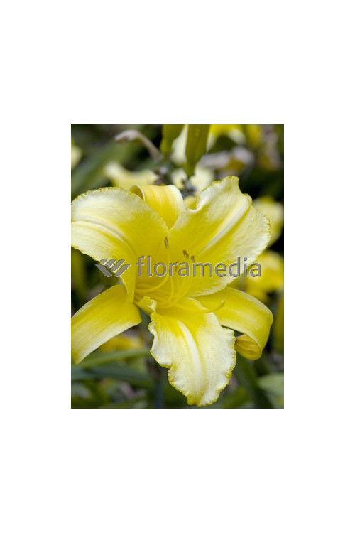 Liliowiec 'Mary Todd' | Hemerocallis