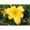 Liliowiec 'Mary Todd' | Hemerocallis