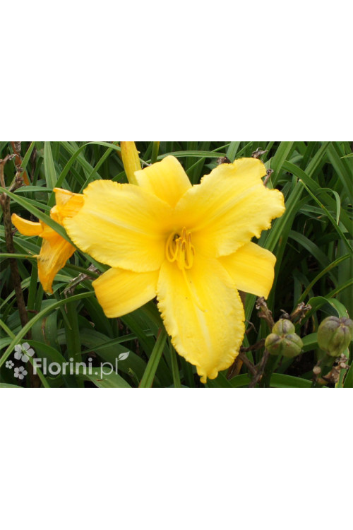 Liliowiec 'Mary Todd' | Hemerocallis