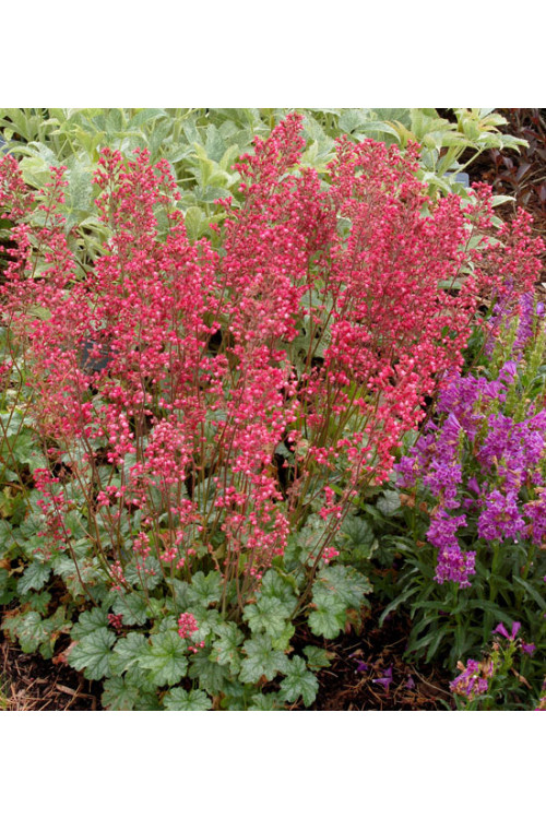 Żurawka 'Paris' | Heuchera