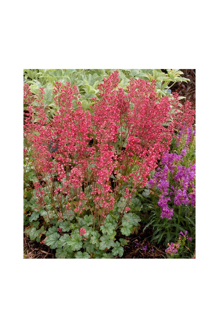 Żurawka 'Paris' | Heuchera