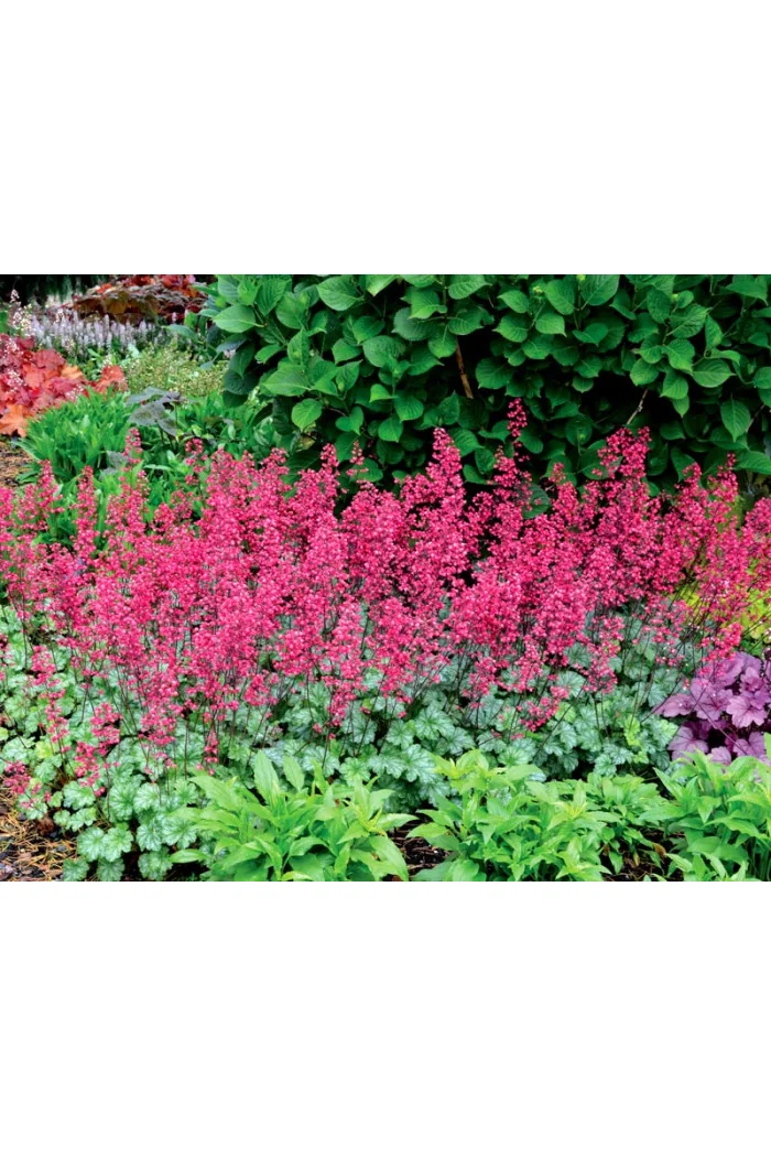 Żurawka 'Paris' | Heuchera