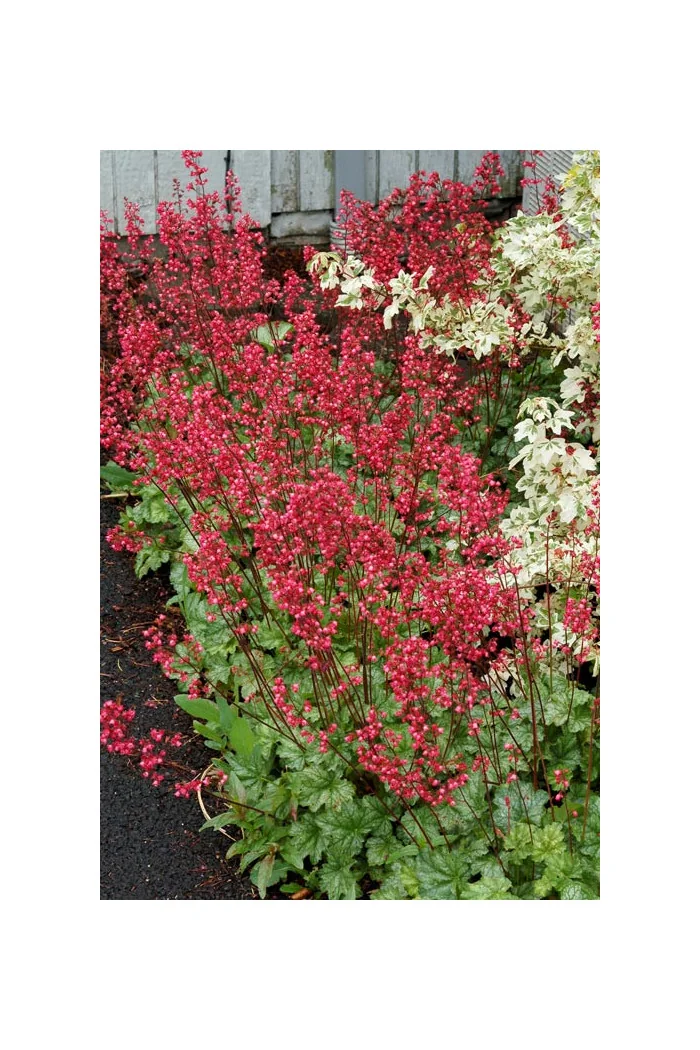 Żurawka 'Paris' | Heuchera