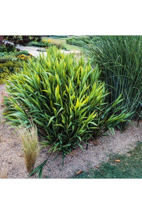 Obiedka szerokolistna | Uniola latifolia