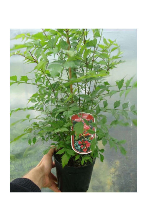 Milin amerykański 'Florida' | Campsis radicans