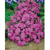 Floks szydlasty 'McDaniel's Cushion' | Phlox subulata
