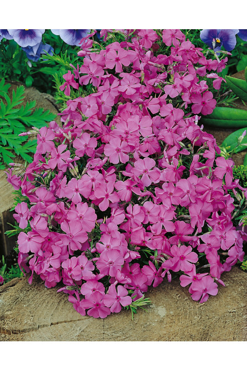 Floks szydlasty 'McDaniel's Cushion' | Phlox subulata
